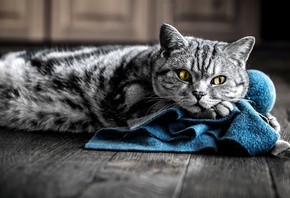 ������, ���, ���������