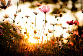 Цветок, flower, трава, закат