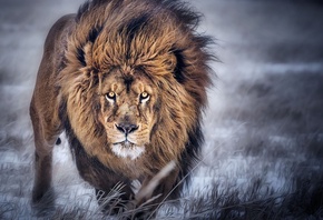 ���, ������