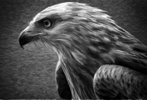 ׸��� �����, ���, ����������, �����