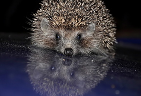 ��, �����, ������, ���������