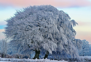природа, зима, иней, дерево