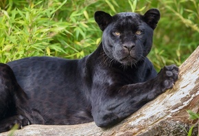 чёрная, пантера, ягуар, дикая кошка, хищник, взгляд