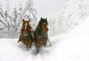 ������, ����, ����, ����, ��������