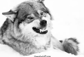 ����, ��������, ����, �������