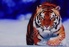 тигр, зима, арт, хищник
