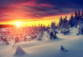 зима, закат, снег, деревья, ели, сугробы, пейзаж