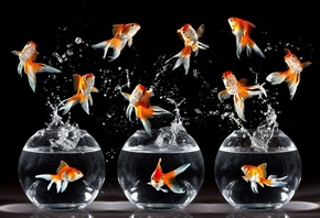 ������� �����, ������