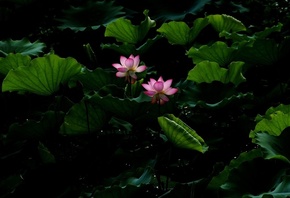 pound, flower, leaves, , , blossom, Lotus, , water, ,  ...