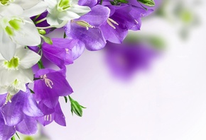 campanula, , , 