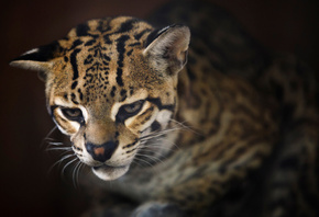 ������, ���