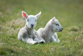 ������, ���, �����, ����