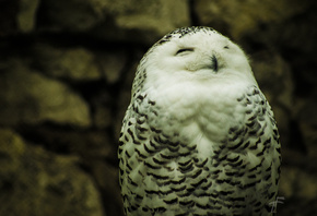 �����, ����, ��������, �����. �����, �������