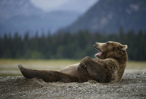 ����, �������, �������, ��������