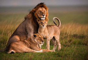 ����, �����, ���