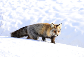 ���, ����, �������, ����