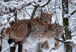 ��������, ����