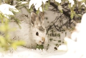 ��������, ����