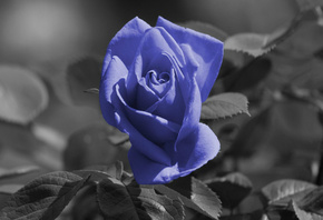 ����, �����, ������