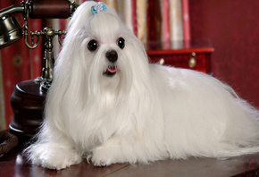 �������, �������