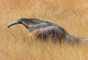 ��������, ��������