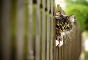 ���, �����