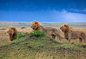 ��������, ����