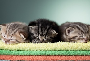 Котята, маленькие, коврик, спят, милые