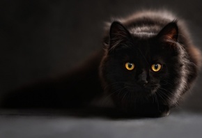 ���, ������ ���