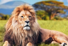 ���, Lion, ������, �������