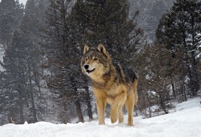 ����, �������, ����, ����