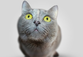 ���, �����, ������, �����, ���