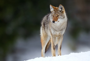 , eyes, coyote, bokeh, , , 