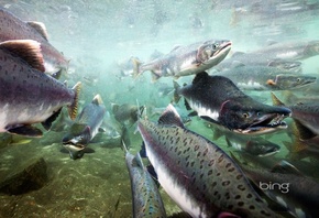 ����, ����, ������, ��� �����, ������, bing