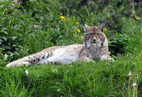 ����, �����, �����