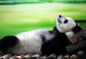 �����, �����, ������