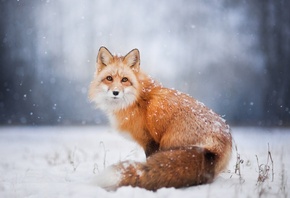 ����, ����, ����, ���, ������