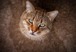 ����, ���, �������, ������