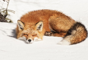 ����, ���, ����, ����, ������, ���, ����, �������