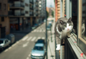 ���, ���, �����, �����