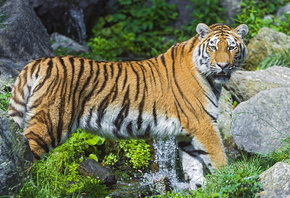 амурский тигр, хищник, ручей, камни