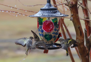 �����, ��������, �����