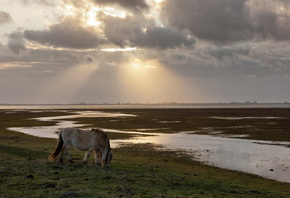 ����, �������, ����, ����