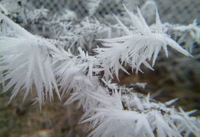 ����, ����