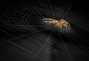 ����, �������