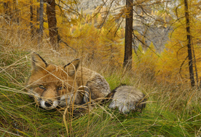 ���, �������, ����, �����, ������