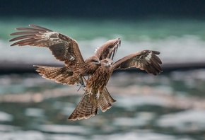 ���, ����, ������, �����, ���