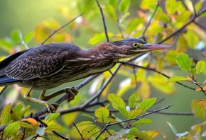 Green Heron, �����, �����