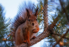 �����, ���, ����