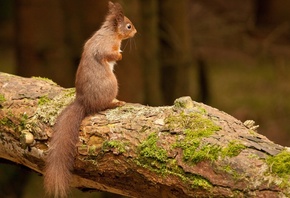 �����, �������, �����